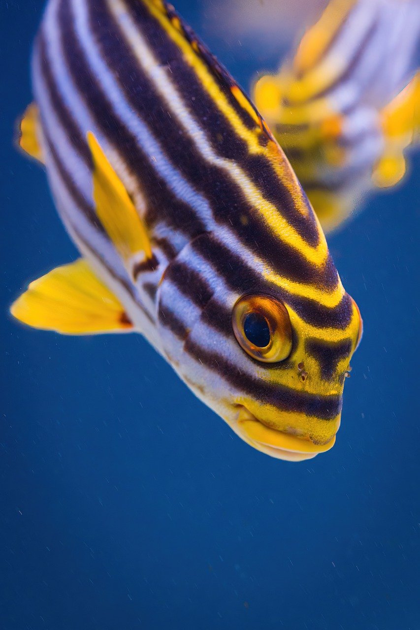 fish, oriental sweetlips, water